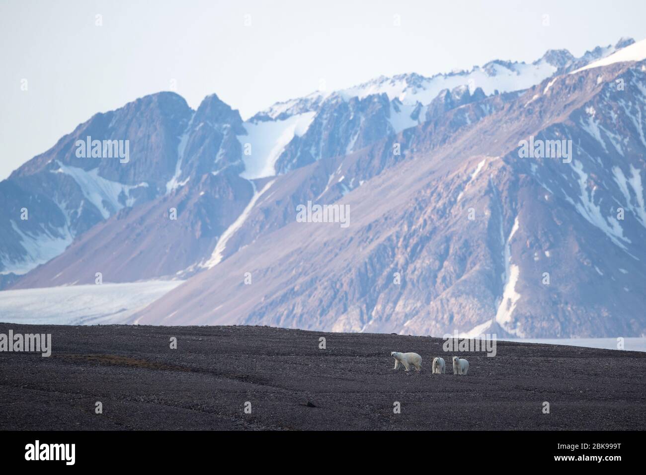 Mountains and Polar Bears Stock Photo