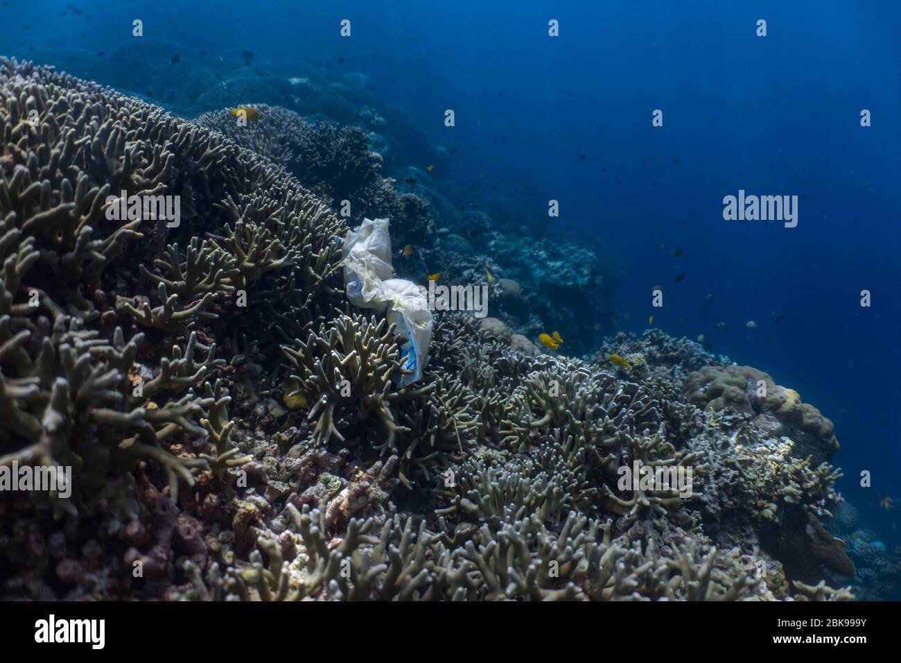 Plastic in the corals Stock Photo
