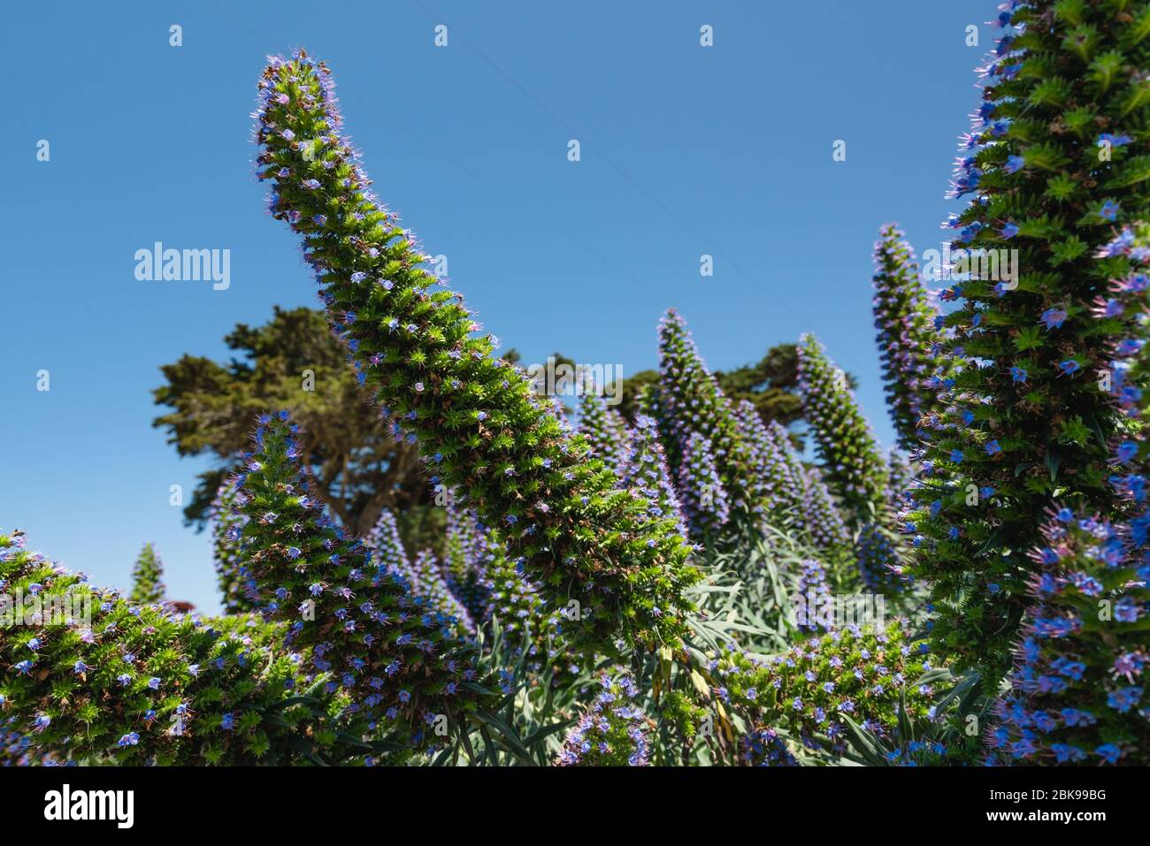 The Pride of Madeira, Echium candicans, beautiful tropical flowers in bloom Stock Photo