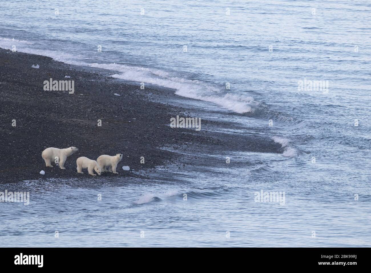 Family of Polar Bears down by the water, Canada Stock Photo