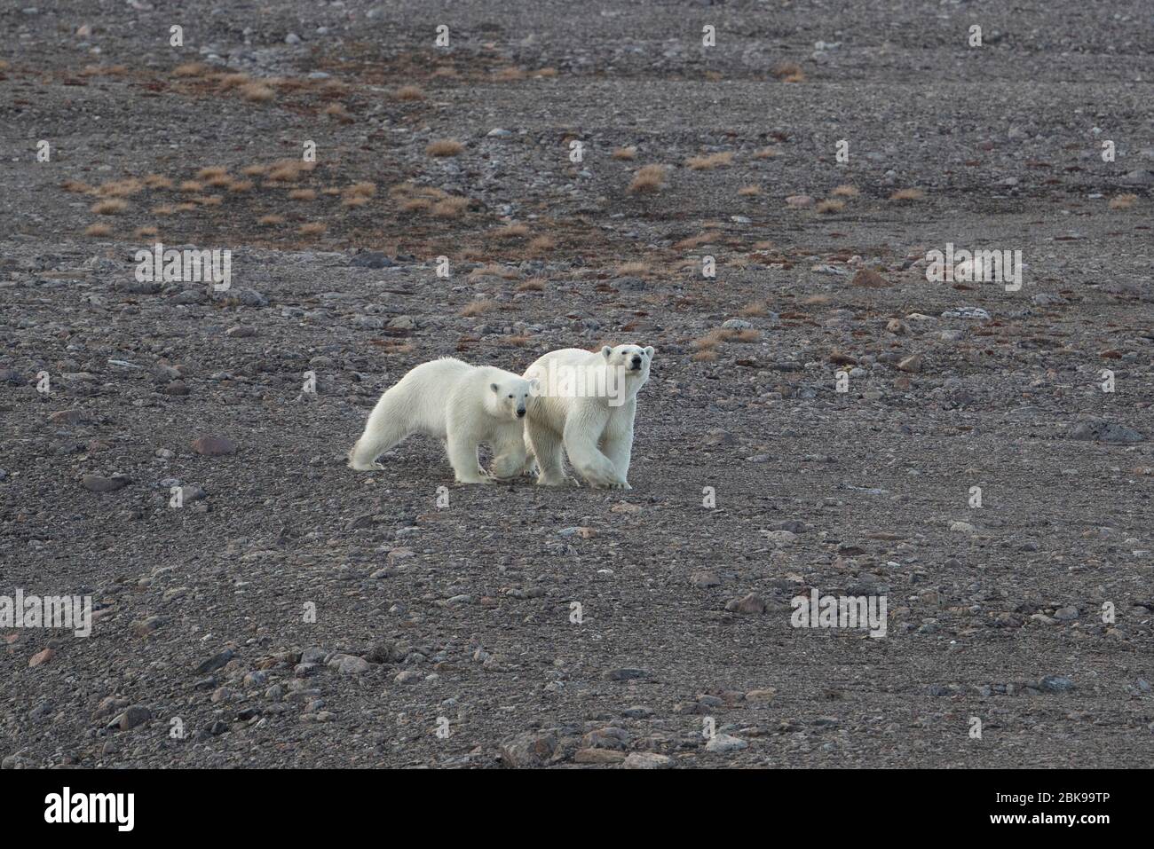 Two polar bears, Ellesmere Island Stock Photo