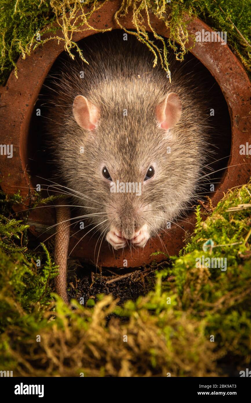 A common brown rat, Rattus norvegicus, just emerging from a drainpipe . Its head is showing as it preens its whiskers. It faces forward looking toward Stock Photo