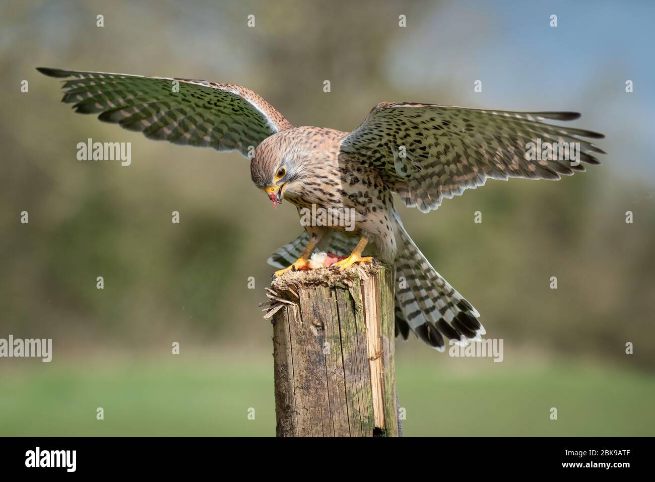 A captive kestrel, Falco tinnunculus, with wings out spread landing on an old wooden post. It has food on its beak from its prey Stock Photo