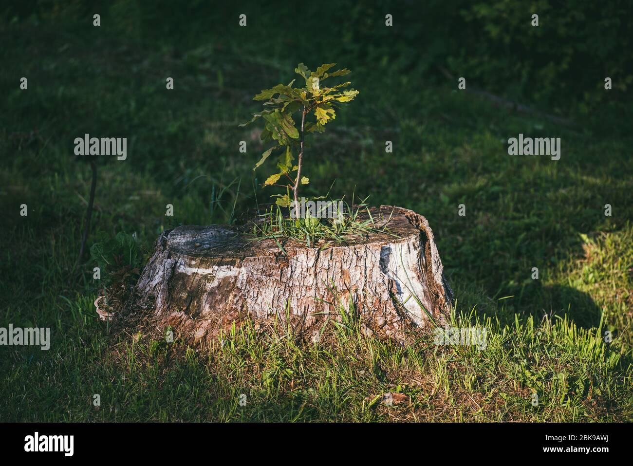 The green shoot of a young oak tree grows from the stump of a tree that was once cut down. The concept of overcoming and the idea that we should never Stock Photo