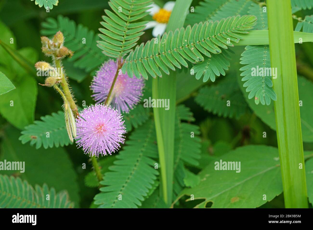 Mimosa pudica hires stock photography and images Alamy