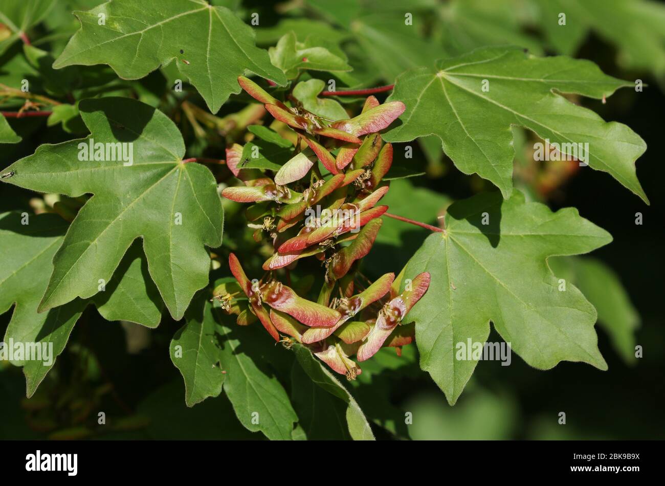 The fruits of a Field Maple Tree, Acer campestre, growing in woodland in spring in the UK. Stock Photo