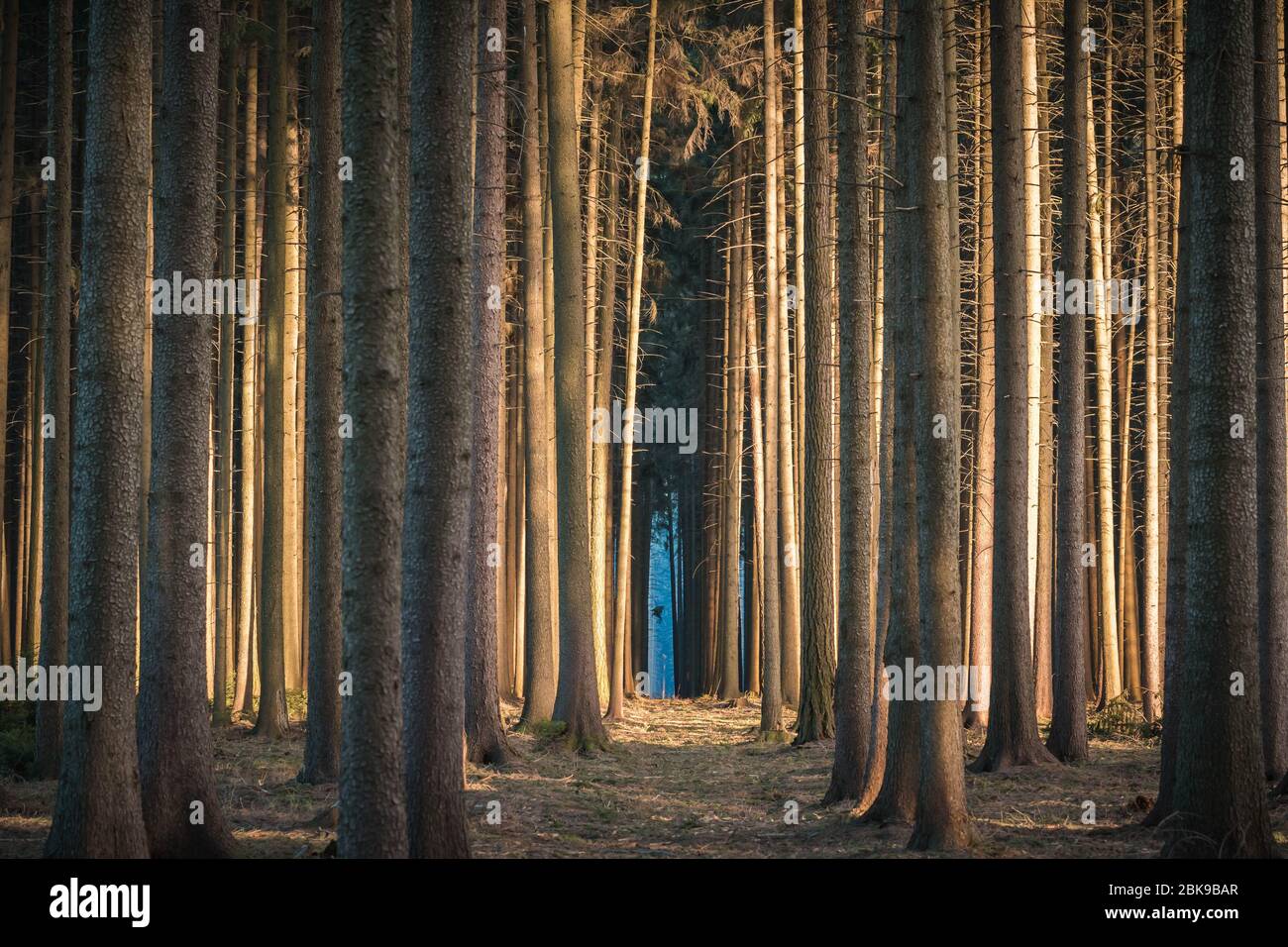 Calming dark forest scene with dark and creepy looking trees, sun glowing from side. Stock Photo
