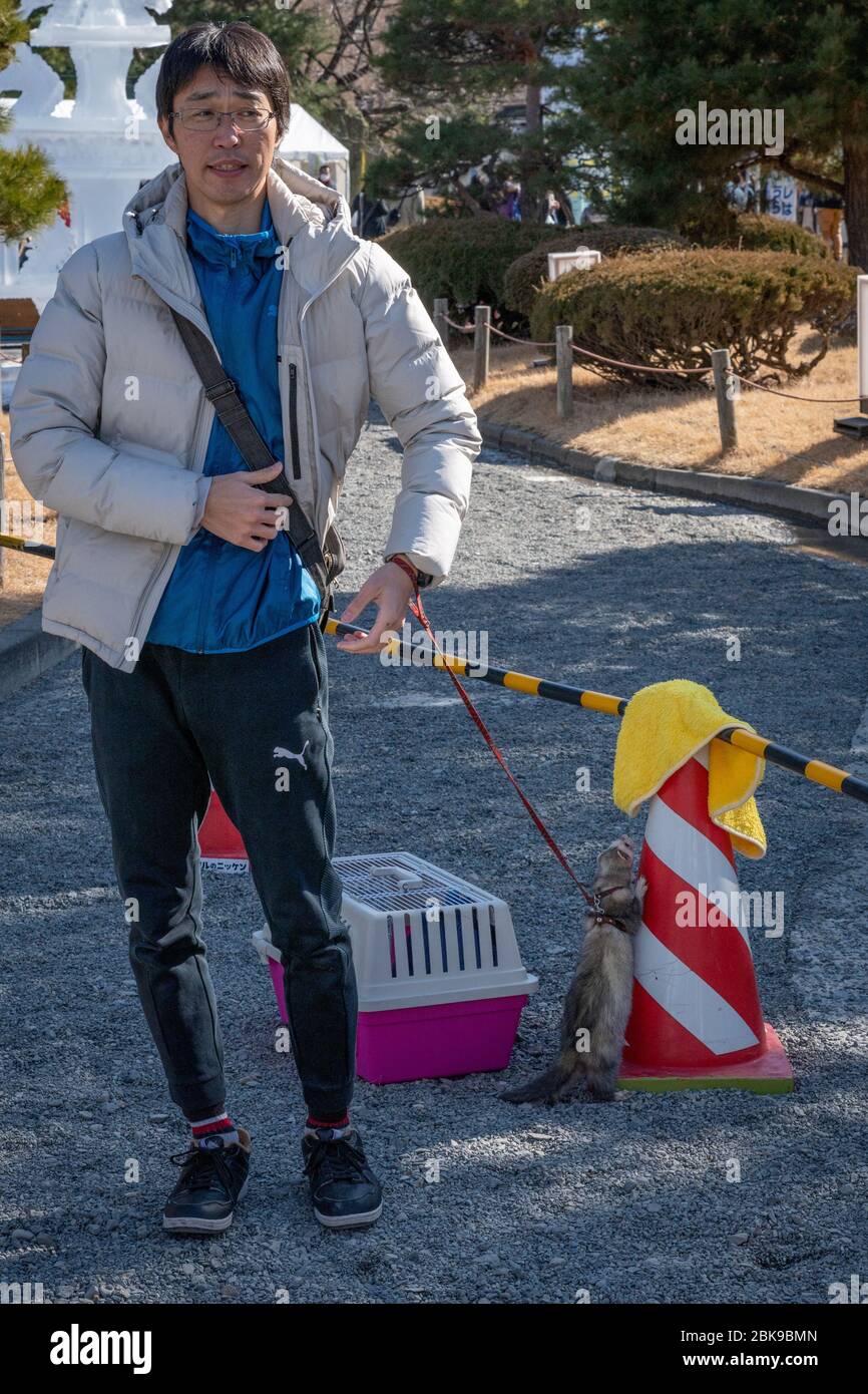 Japanese Man with a Ferret on a Lead Stock Photo