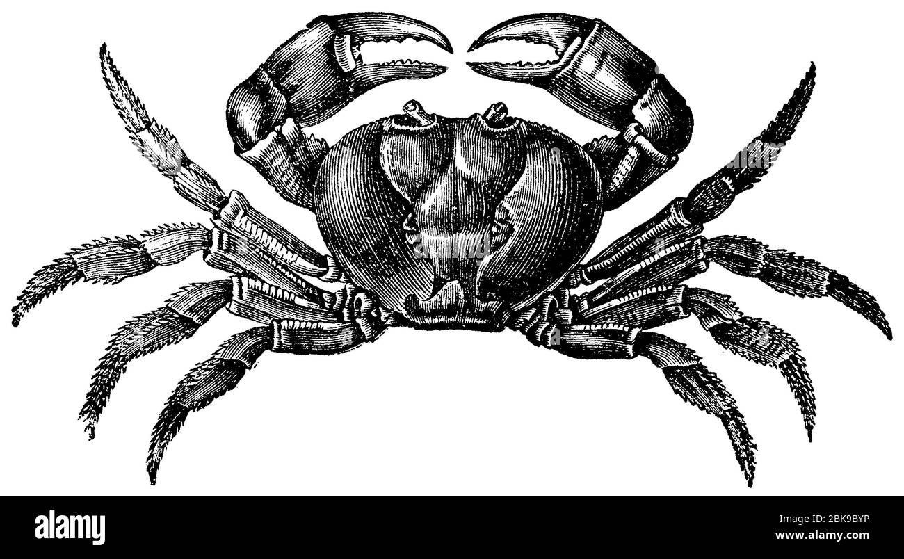 edible crab / Cancer pagurus / Taschenkrebs (biology book, 1898) Stock Photo
