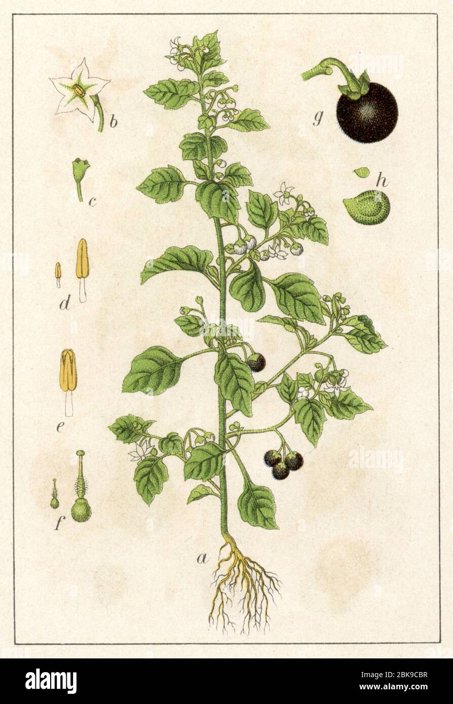 black nightshade / Solanum nigrum / Schwarzer Nachtschtten (botany book, 1903) Stock Photo