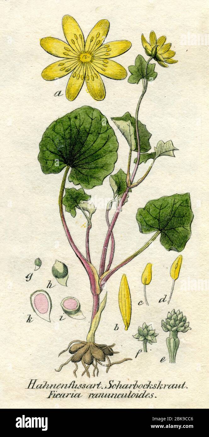 lesser celandine / Ficaria verna Syn. Ranunculus ficaria / Scharbockskraut (botany book, 1850) Stock Photo