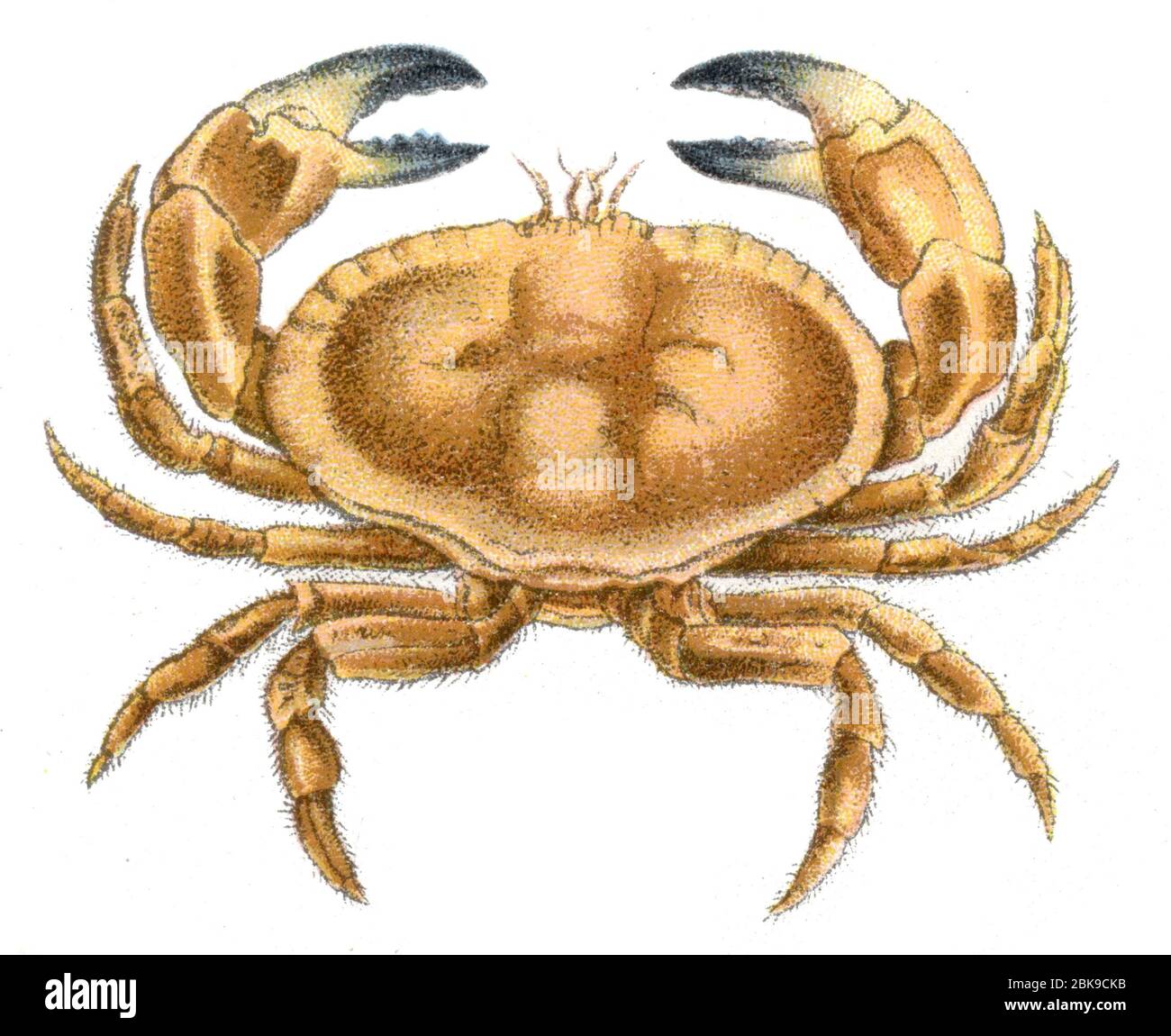 Edible Crab Cancer Pagurus Taschenkrebs Stock Photo Alamy Edible Crab Cancer Pagurus Taschenkrebs Stock Photo Alamy