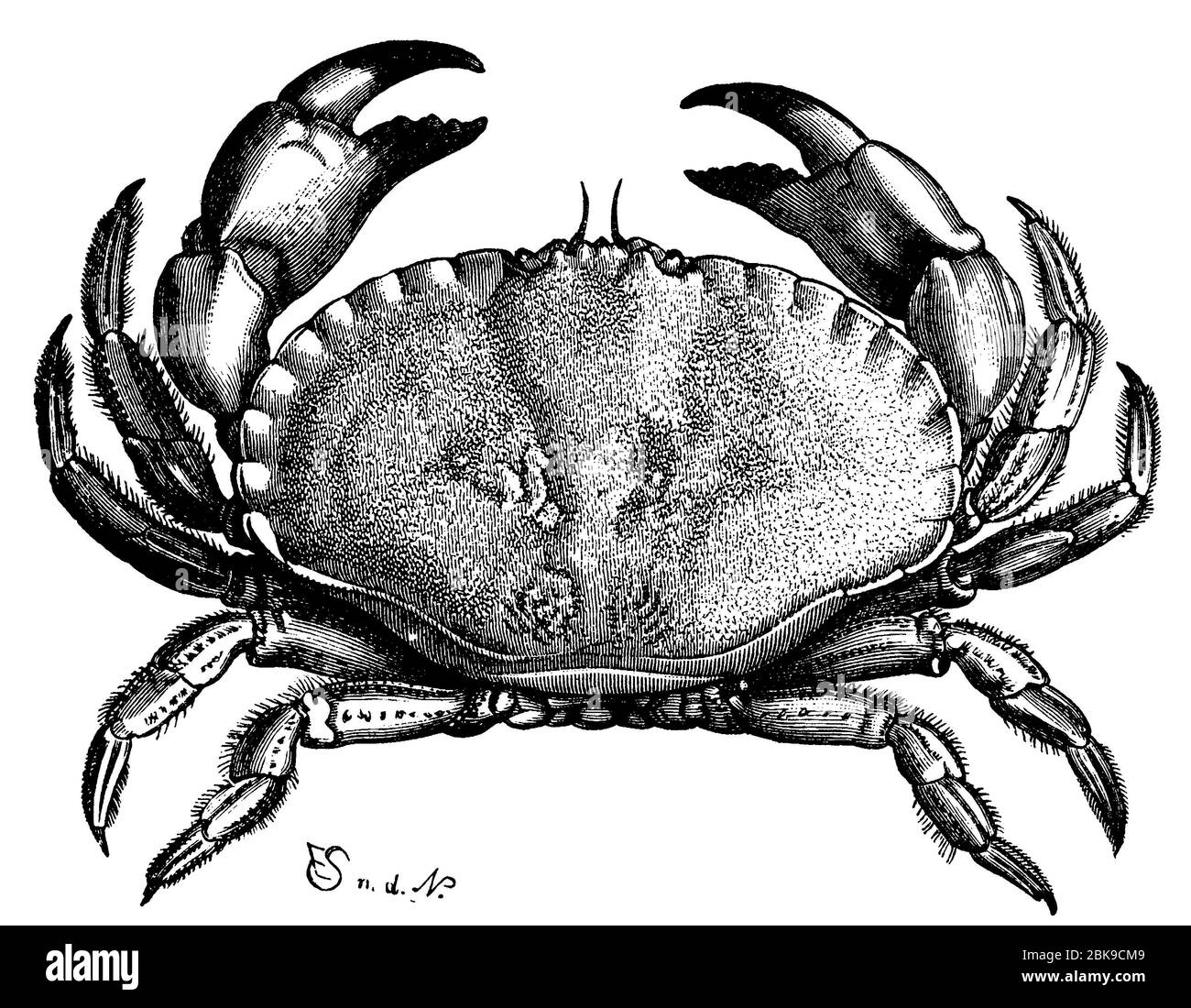 edible crab / Cancer pagurus / Taschenkrebs (zoology book, 1894) Stock Photo