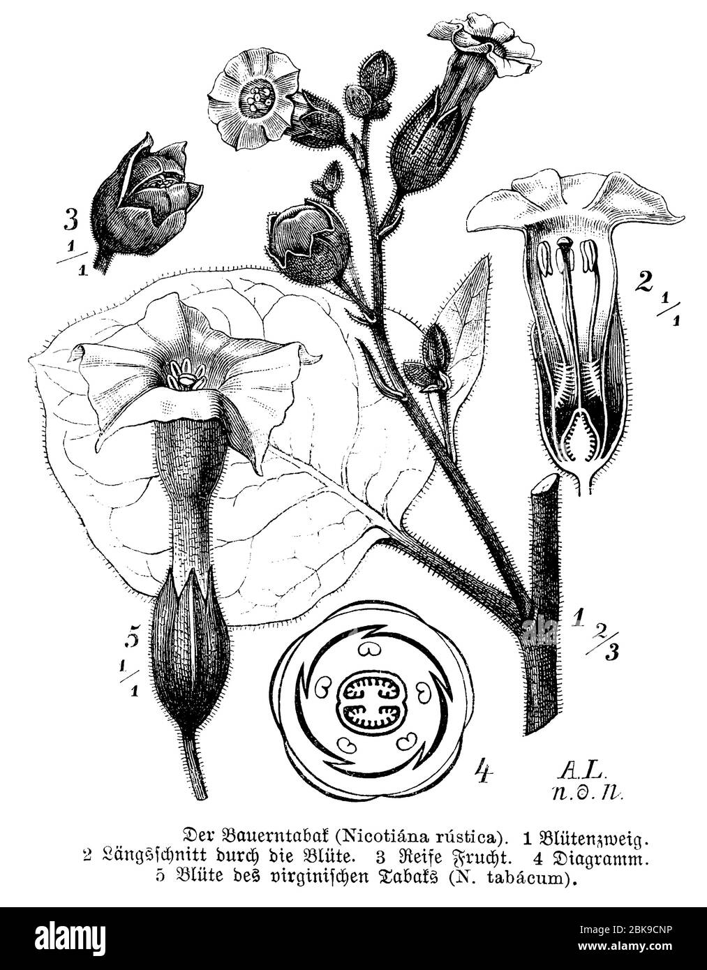Aztec tobacco / Nicotiana rustica / Bauerntabak (botany book, 1888) Stock Photo