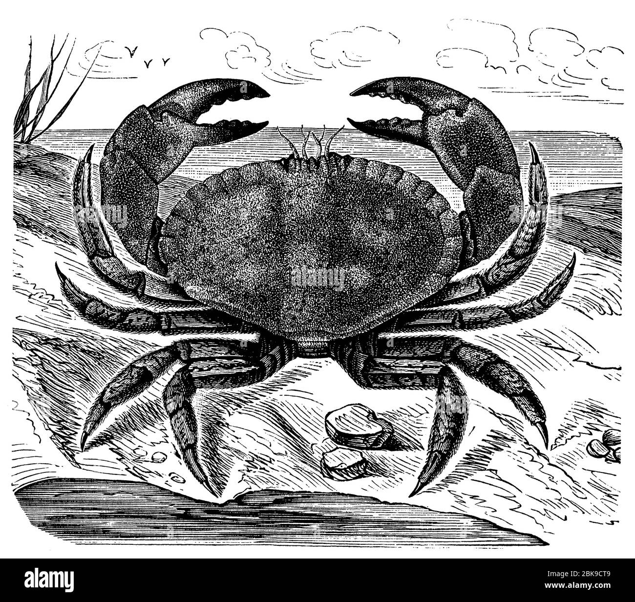 edible crab / Cancer pagurus / Taschenkrebs (natural history book, 1886) Stock Photo
