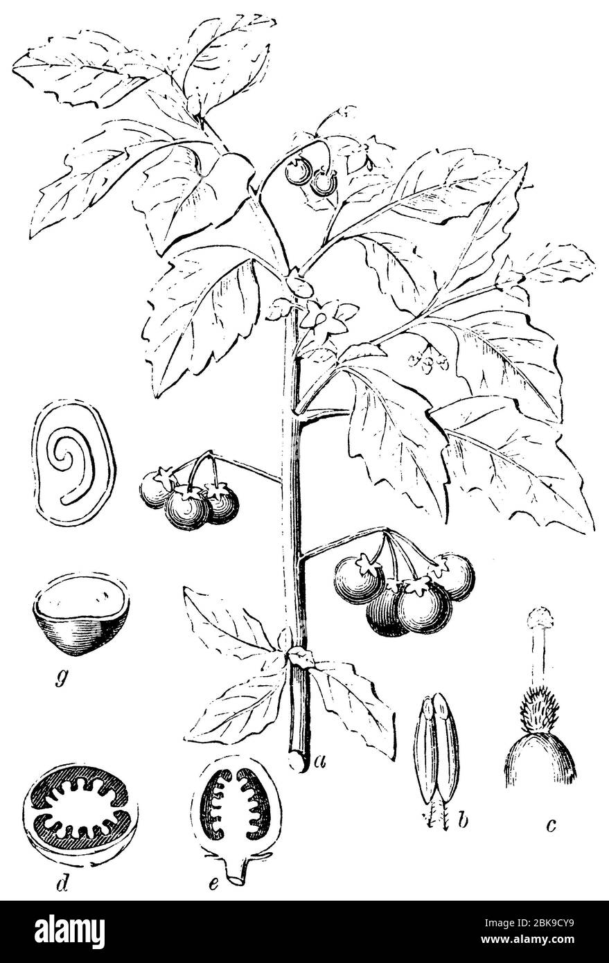 black nightshade / Solanum nigrum / Schwarzer Nachtschtten