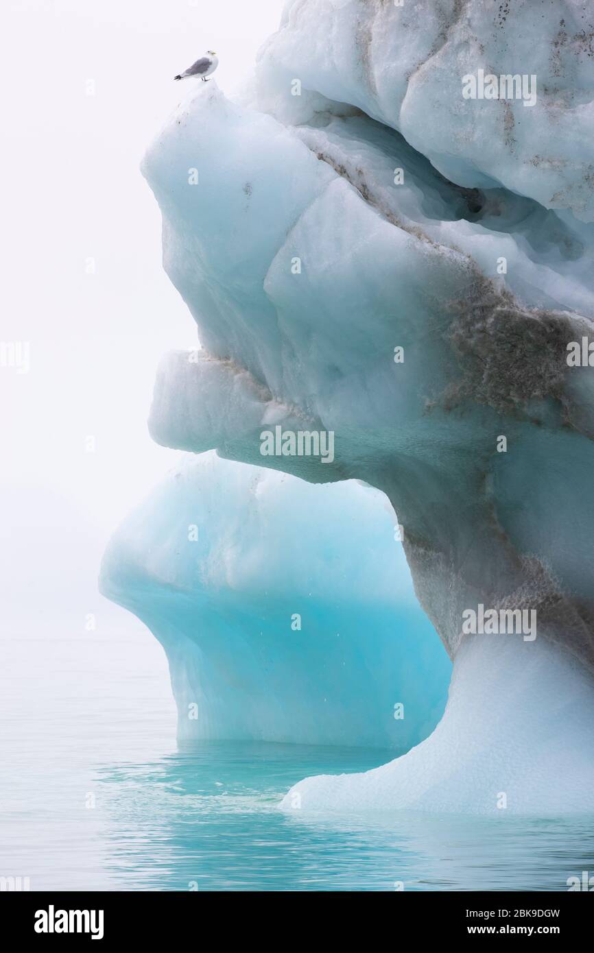 Kittiwake bird on blue iceberg Stock Photo