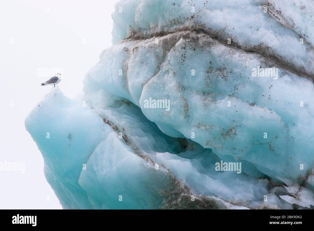 Kittiwake bird on blue iceberg Stock Photo