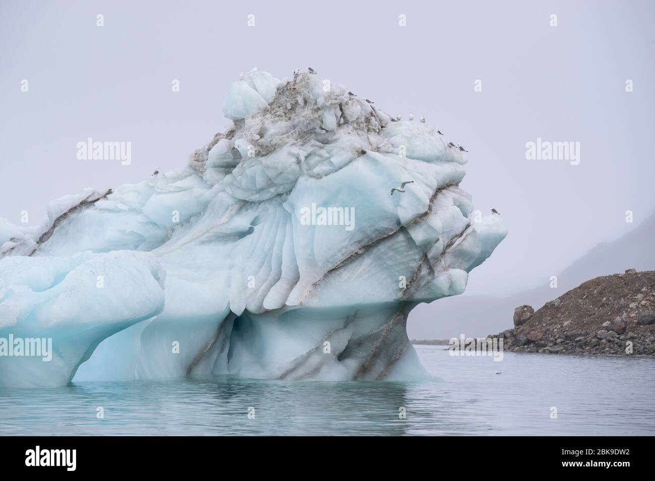 Kittiwakes on iceberg Stock Photo