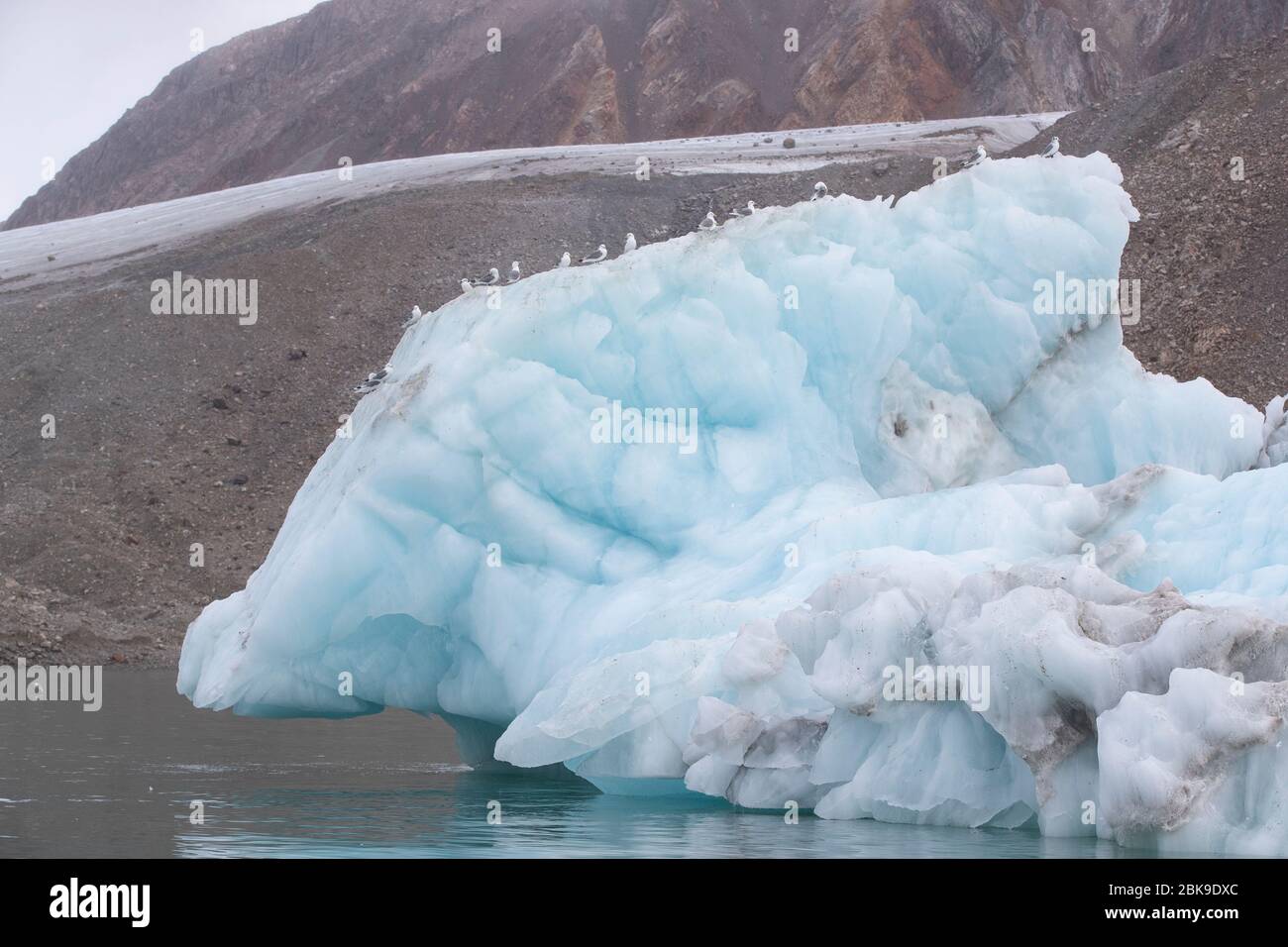 Kittiwakes on iceberg Stock Photo