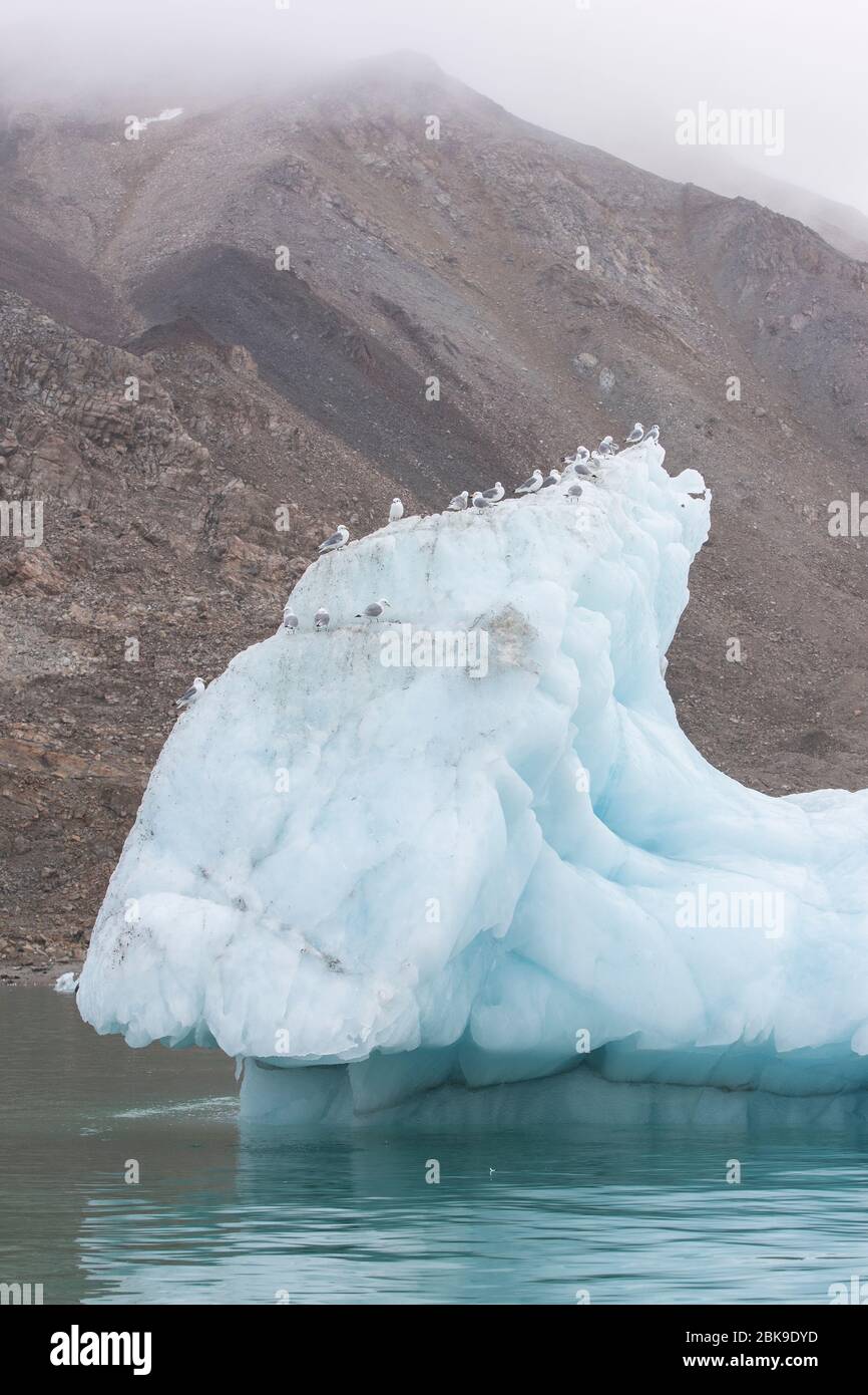 Kittiwakes on iceberg Stock Photo