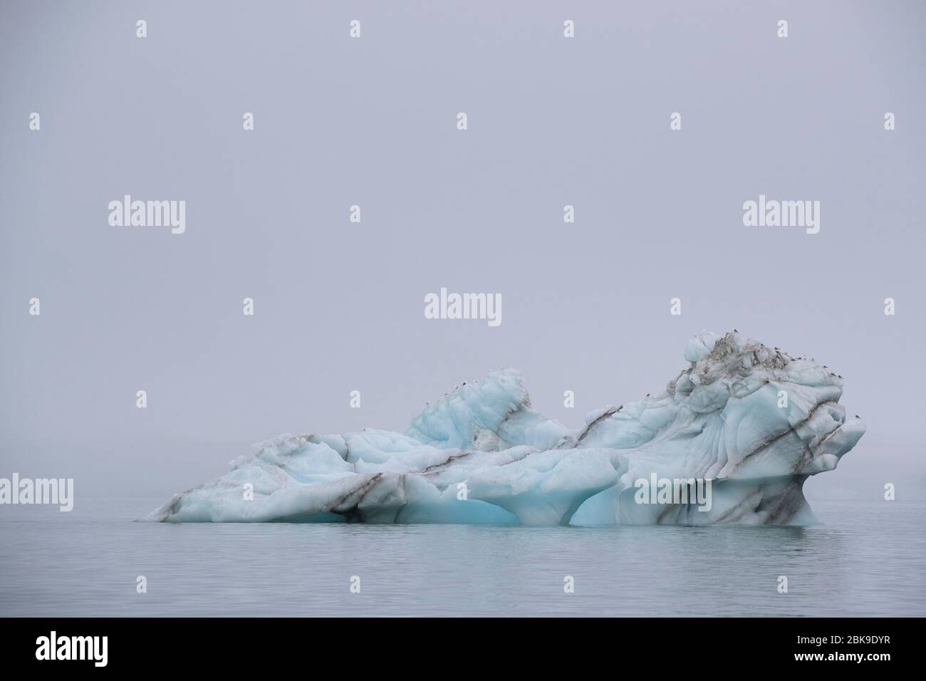 Kittiwakes on iceberg Stock Photo