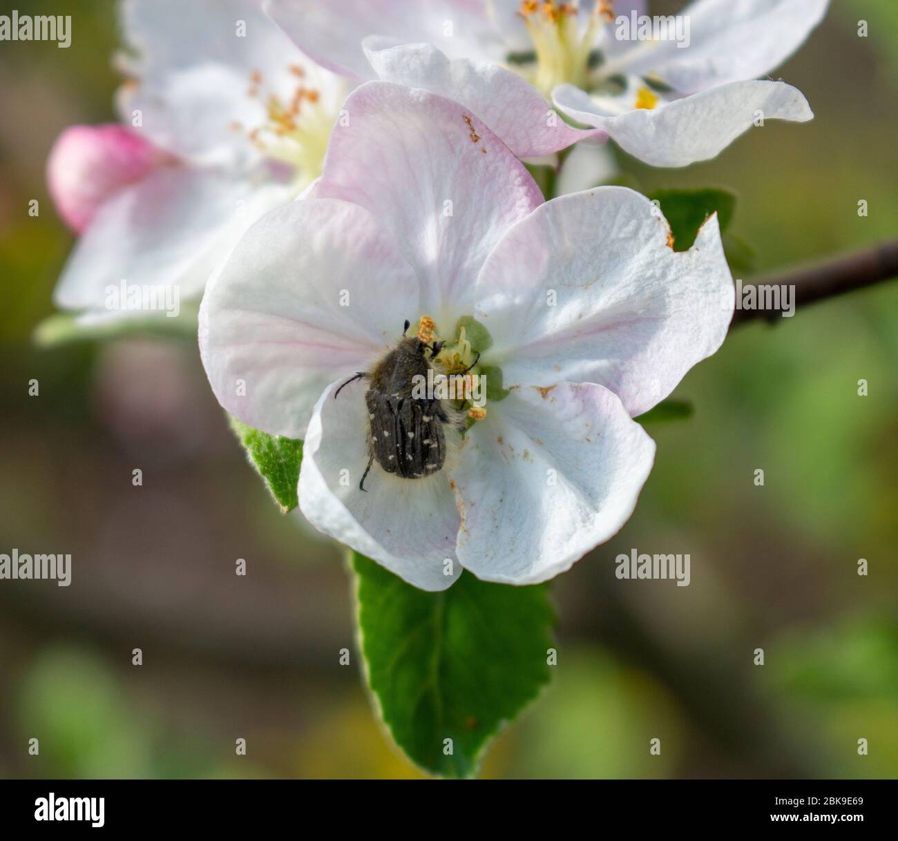 Destruction of the fruit harvest of apples by the insect Tropinota hirta, a pest that feeds on inflorescences. Stock Photo