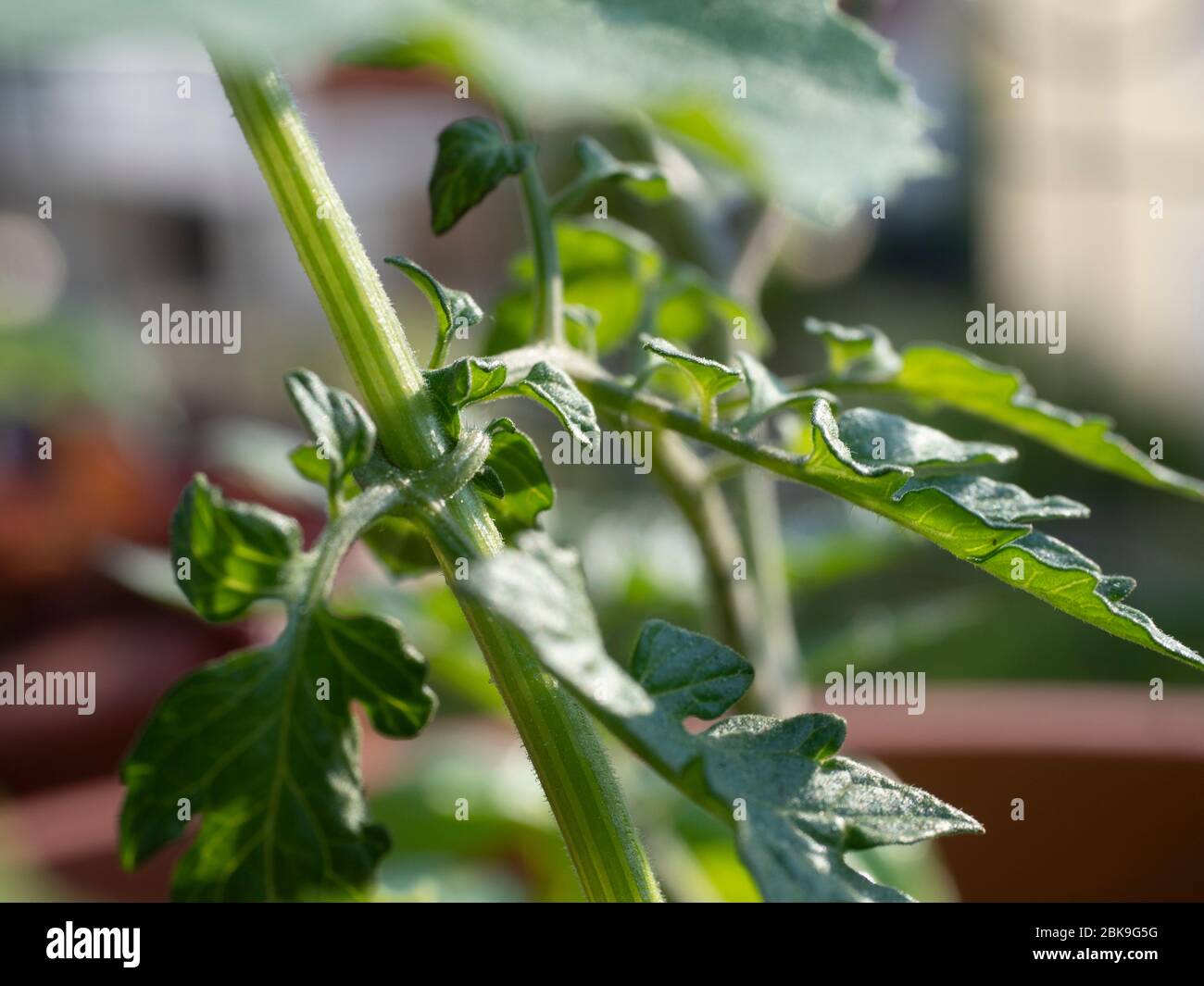 cultivation of vegetable on balcony of apartment city in pots, tomato plant squeezes zucchini plant, falled in love Stock Photo