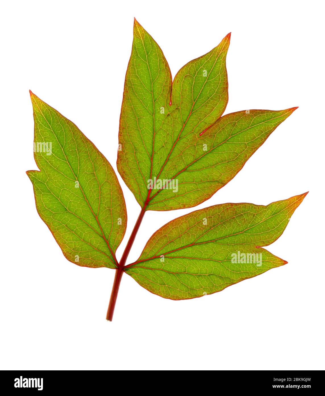 Tree peony leaf (Paeonia suffruticosa), France Stock Photo