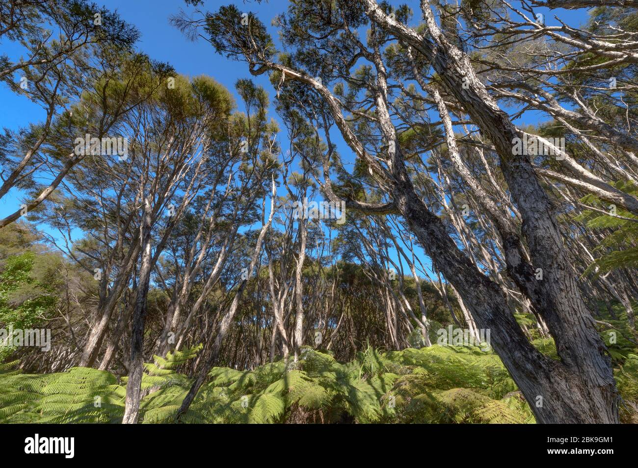 Kanuka Trees and tree fern (Cyathea medullaris), Abel Tasman Coastal Track, Abel Tasman National Park, Takaka, Tasman, South Island New Zealand Stock Photo