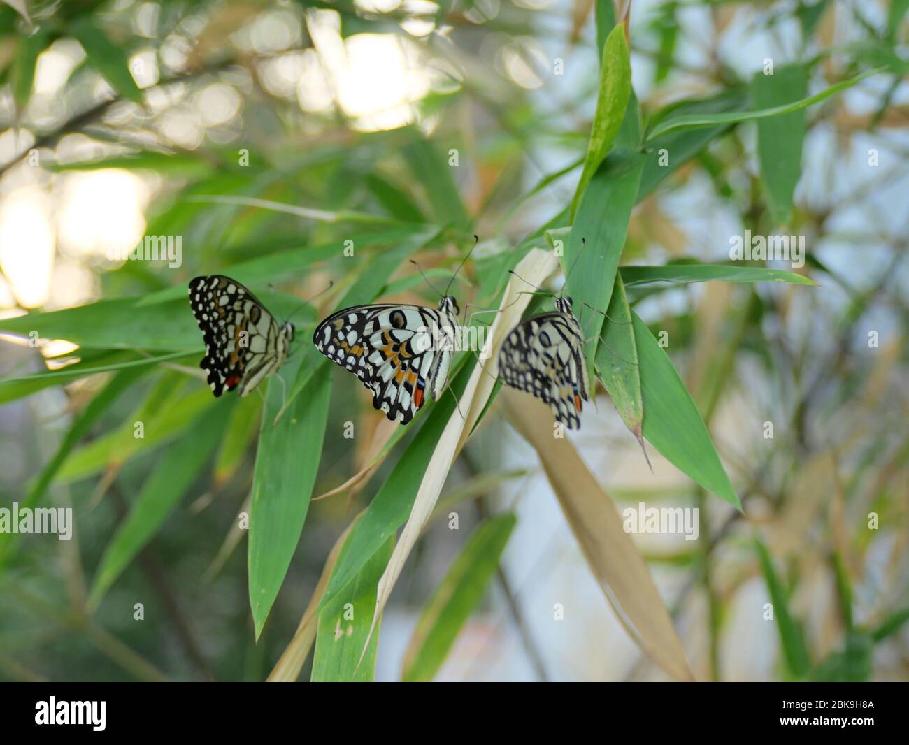 Three beautiful lime butterflies, lemon butterfly, or chequered swallowtail (Papilio demoleus) on bamboo tree by the fence Stock Photo