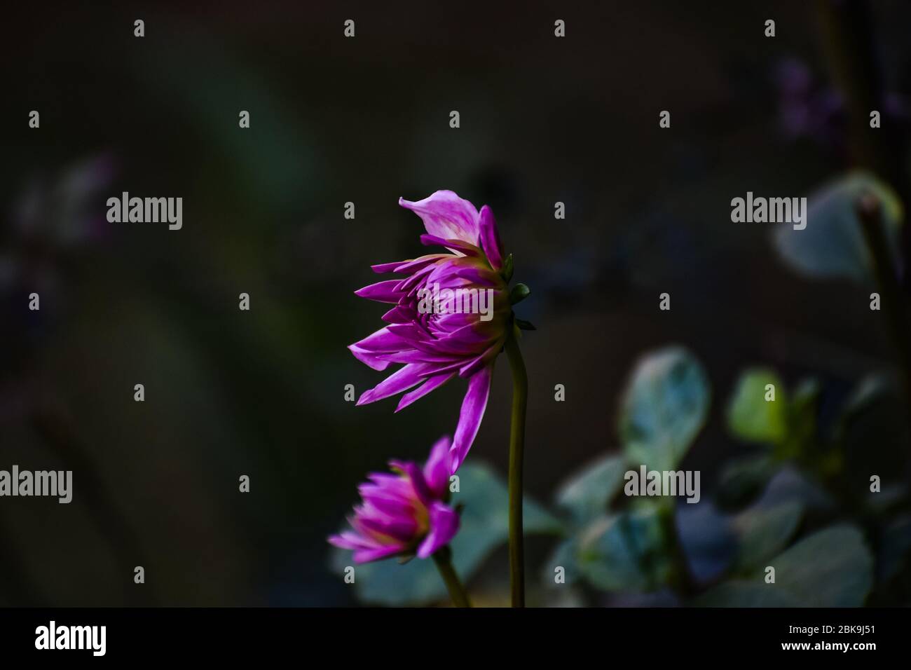 Pink organic dahlia hi-res stock photography and images - Alamy