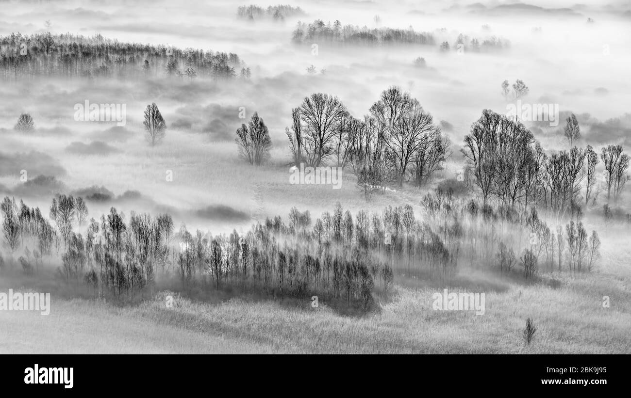 Black and white landscape with trees and fog Stock Photo - Alamy
