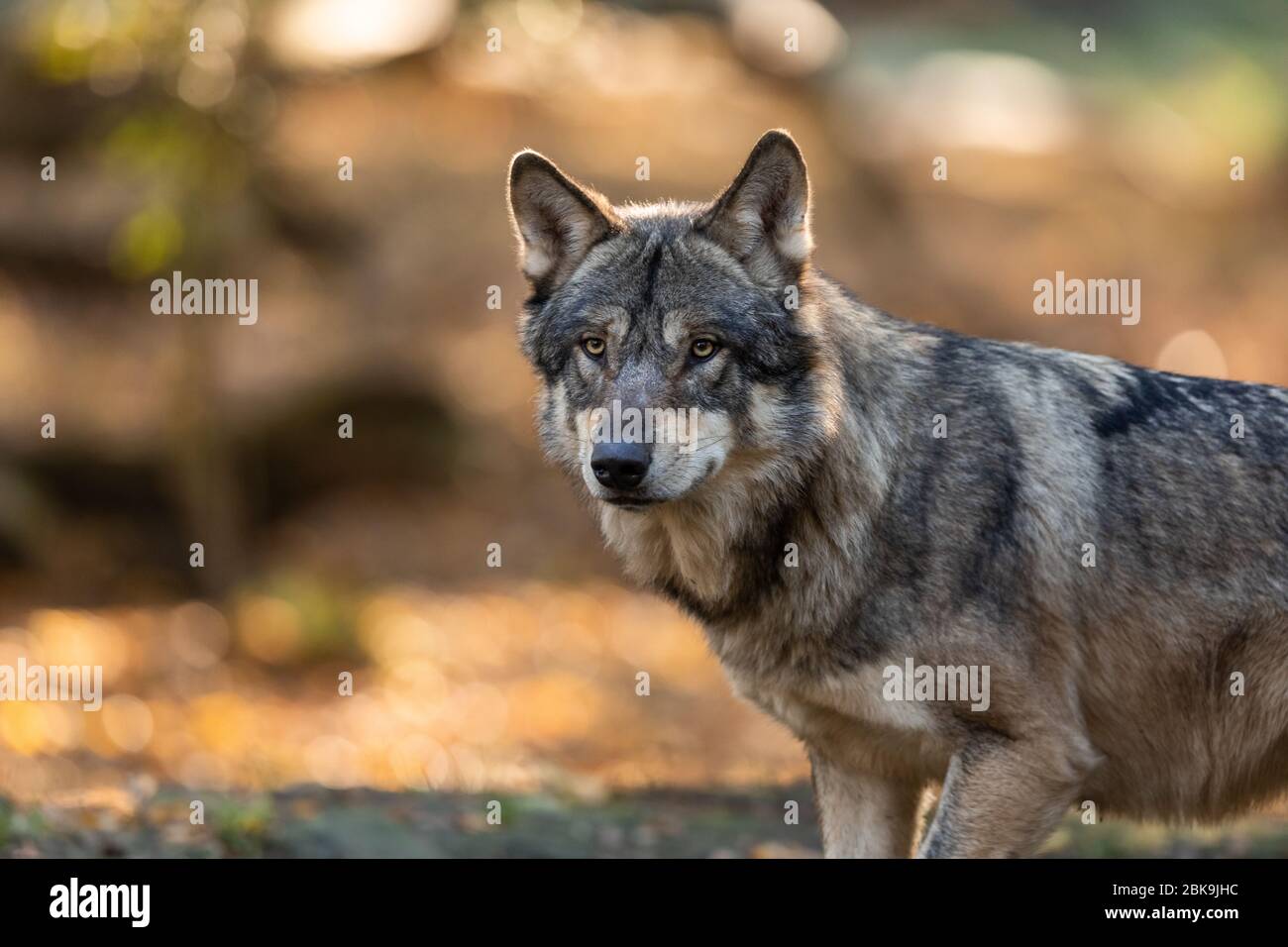 Grey wolf in the forest Stock Photo - Alamy