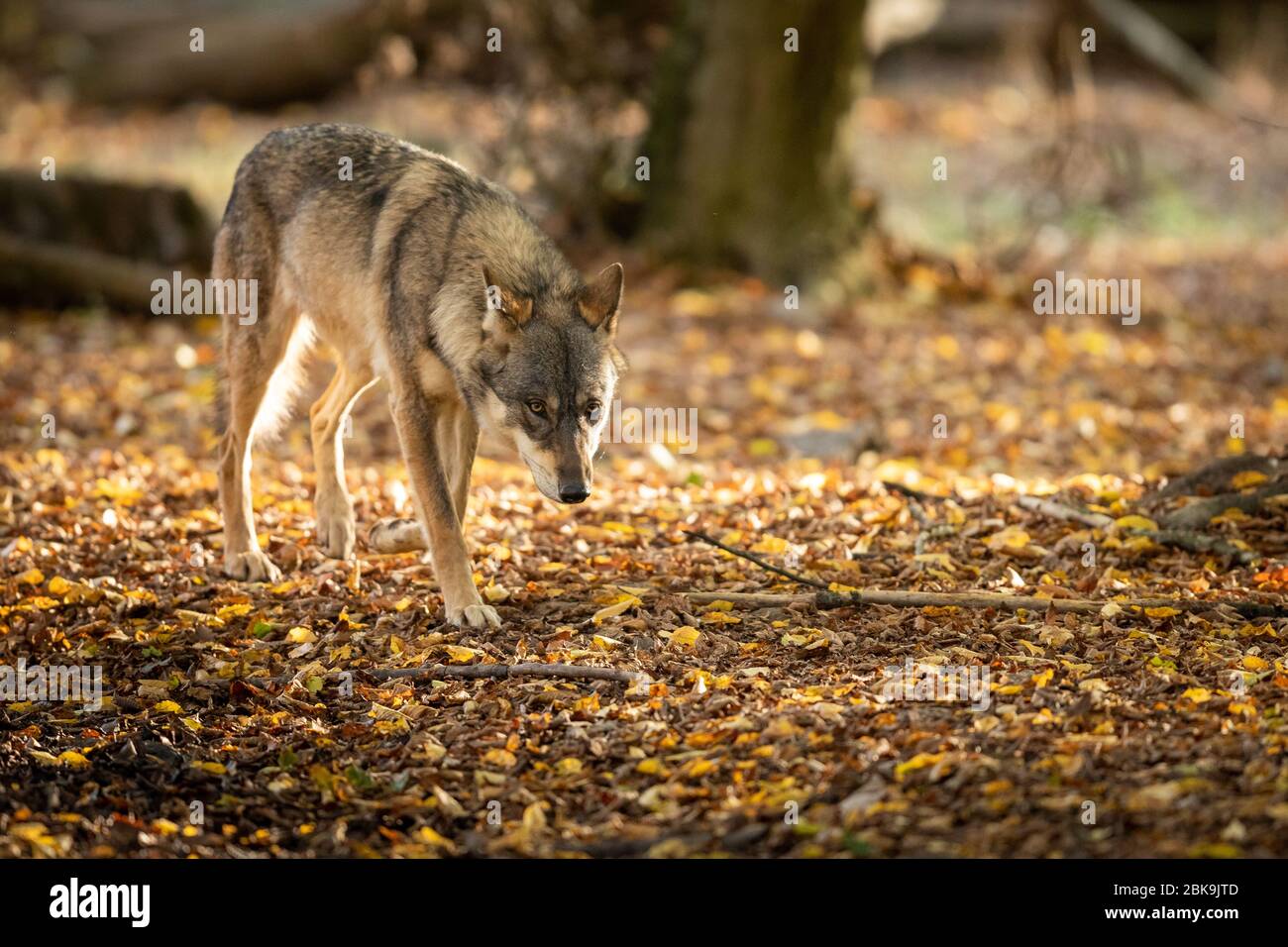 Grey wolf in the forest Stock Photo - Alamy