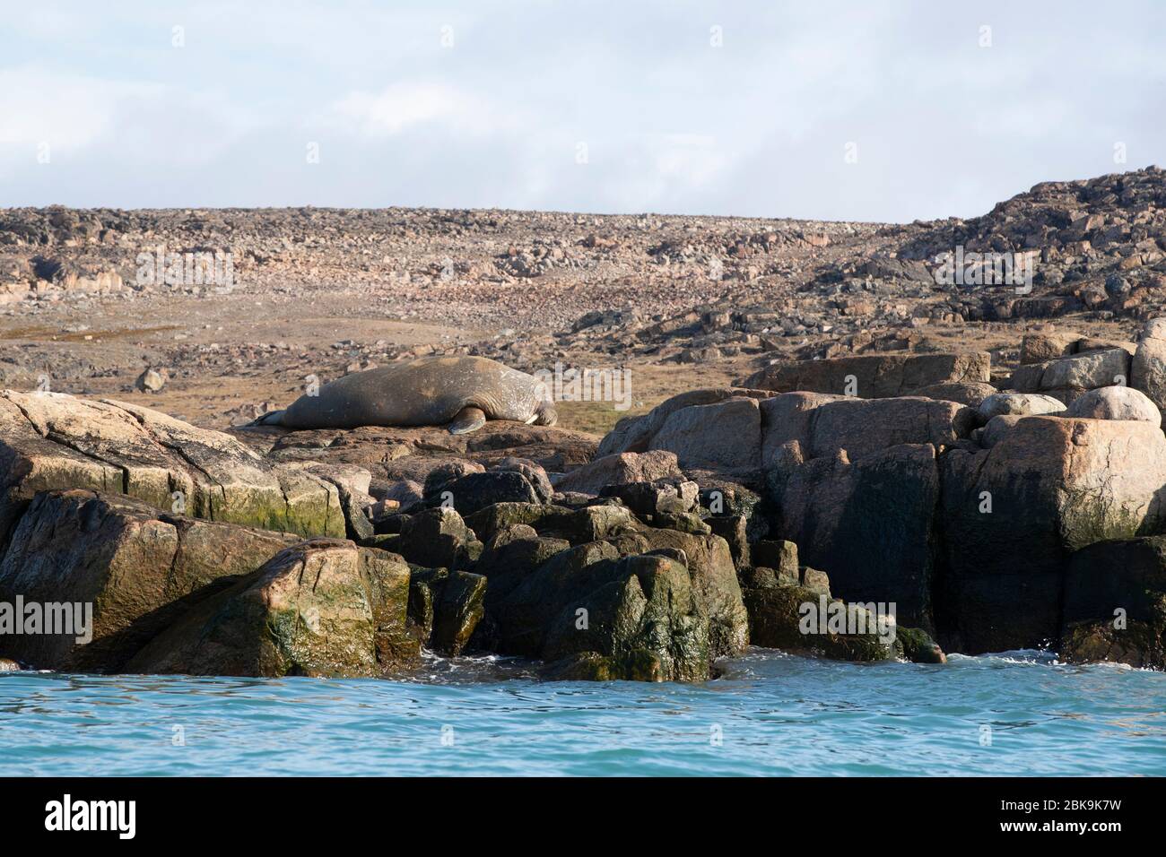Walrus asleep by rocks on seashore, Canada Stock Photo