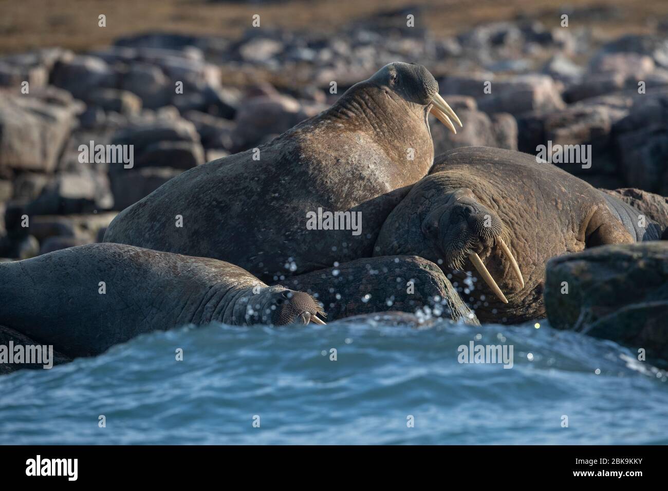 Walrus asleep on rocks, Canada Stock Photo