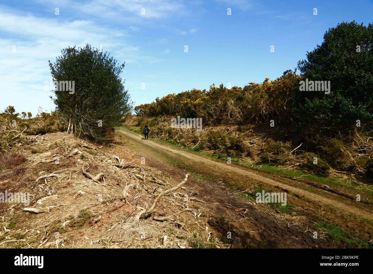 Recently cut gorse, part of management to remove old bushes and stop it