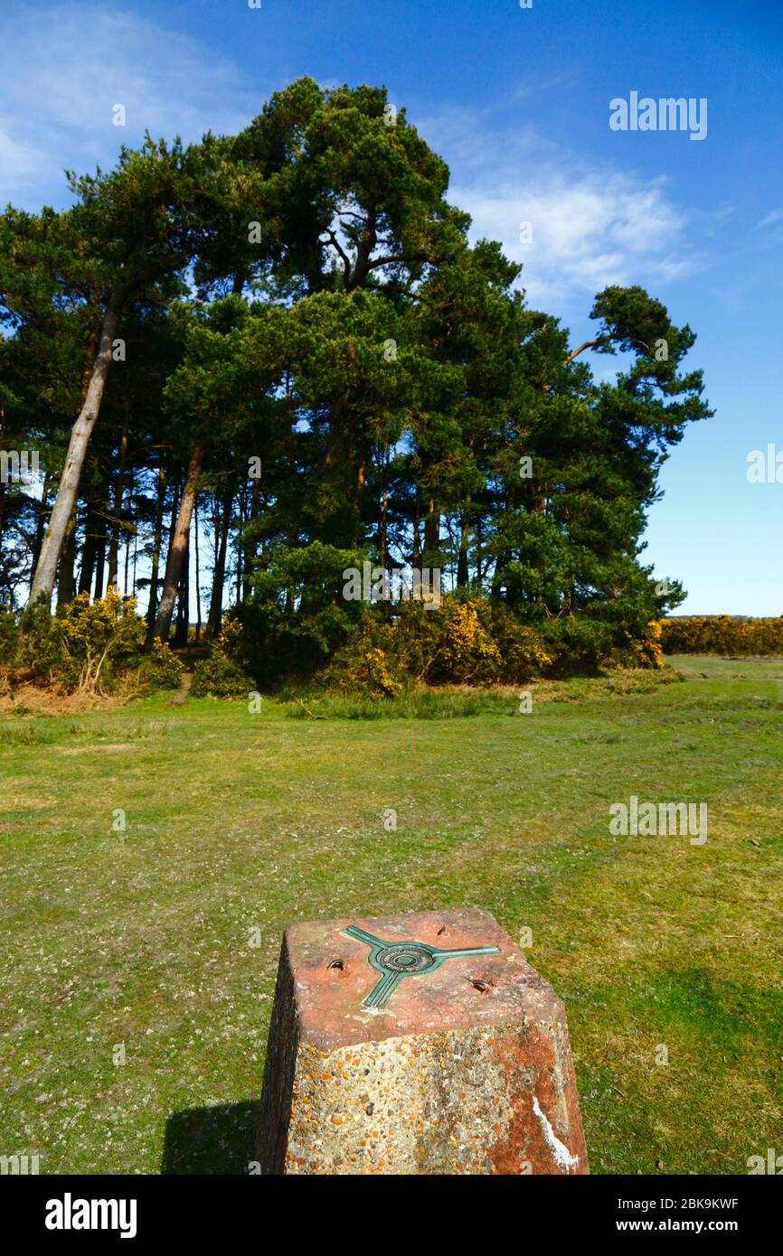 Trig point and clump of Scots pine trees (Pinus sylvestris) at Camp Hill, Ashdown Forest, East Sussex, England Stock Photo