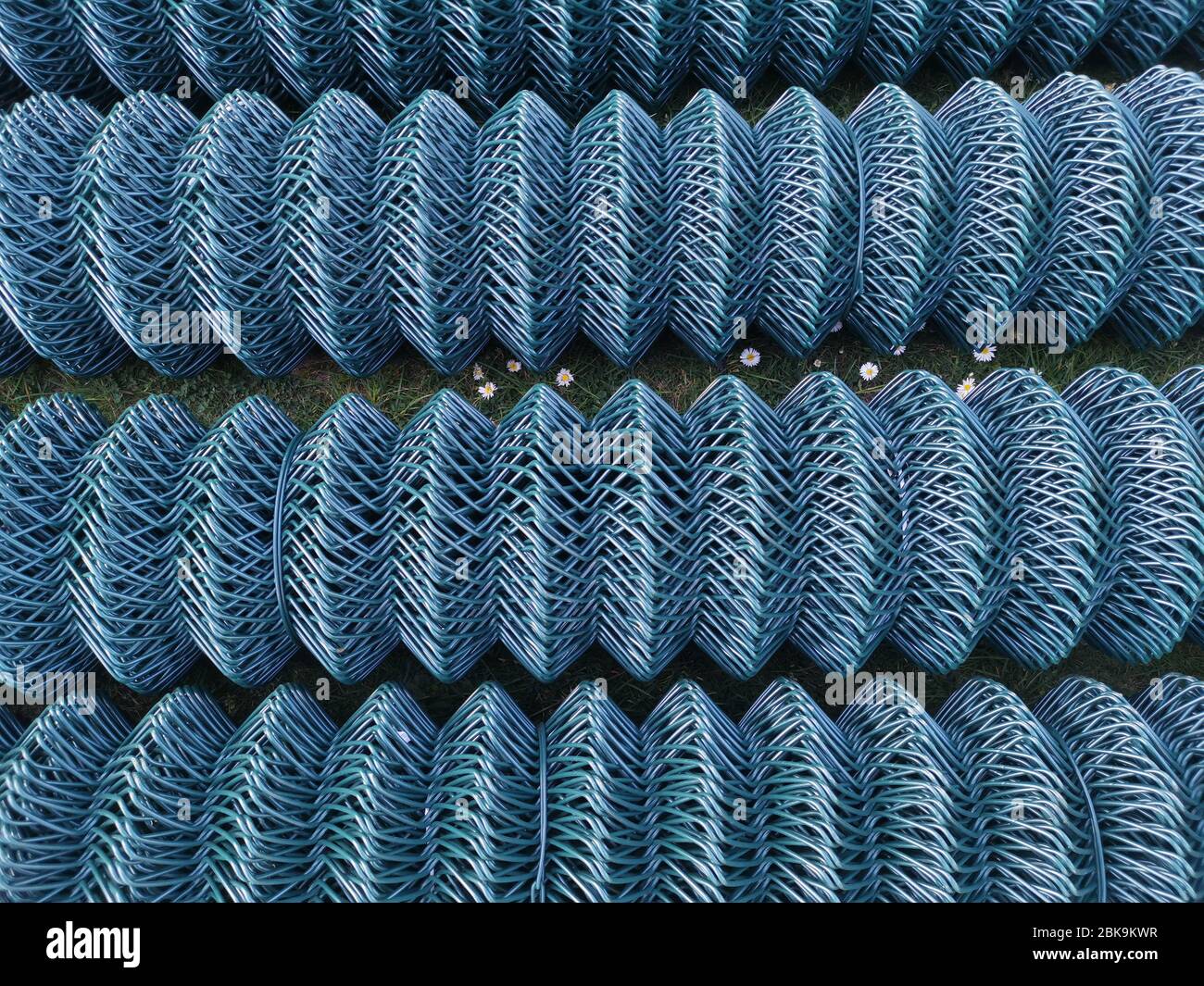 Coils of chain link fencing on lawn with daisies visible in-between Stock Photo