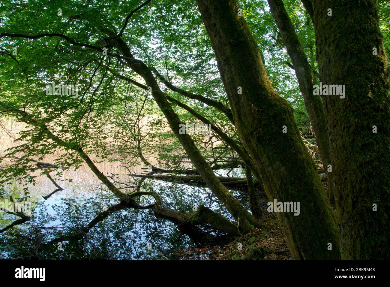 Auenwald und wichtiges Laichgebiet am Ufer des Rheins beim aargauischen Möhlin Stock Photo