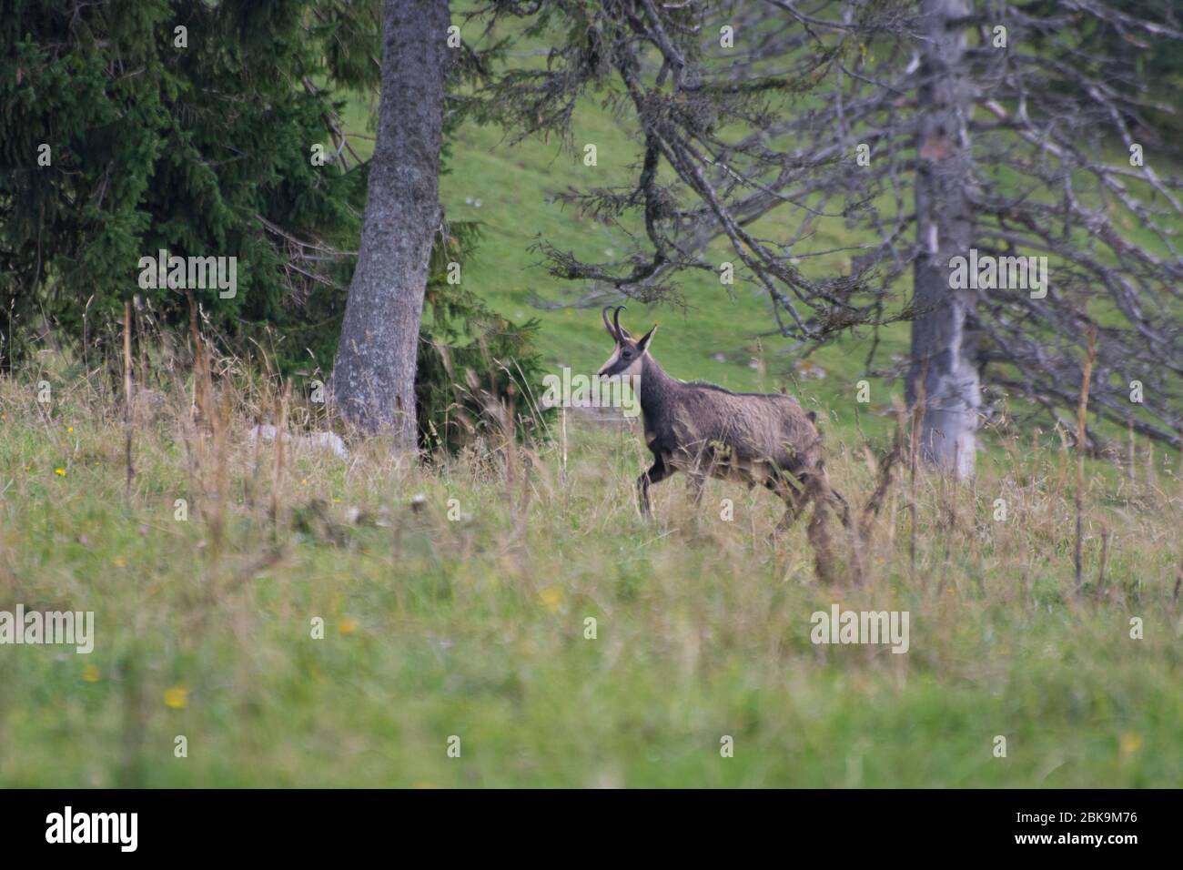 Gemse im Jagdbanngebiet Combe Grède im Naturpark Chasseral Stock Photo