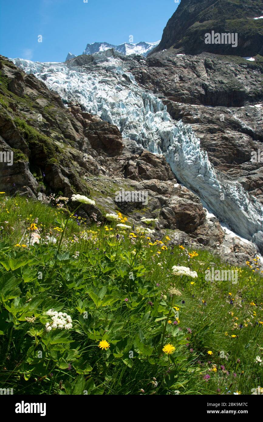 Kontrast zwischen Blumenwiese und alpinem Gletscher beim Aufstieg zur Schreckhornhütte oberhalb von Grindelwald Stock Photo