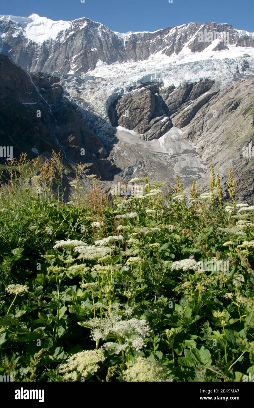 Kontrast zwischen Blumenwiese und alpinem Gletscher beim Aufstieg zur Schreckhornhütte oberhalb von Grindelwald Stock Photo