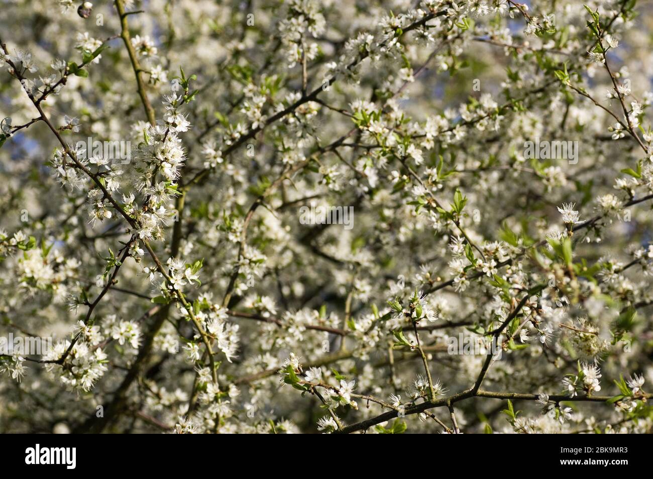 Spring blossom on a May tree hedgerow. Stock Photo