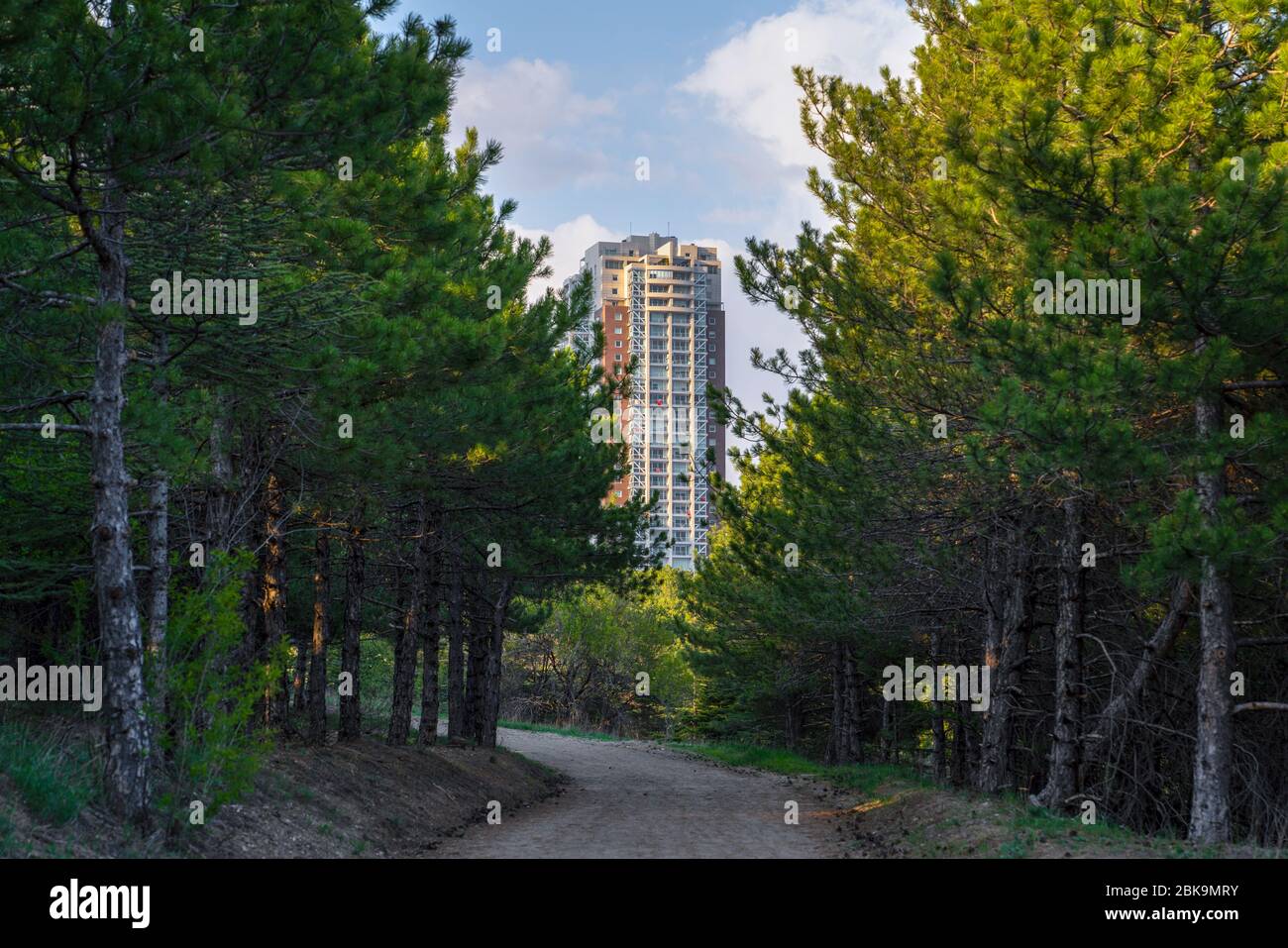 Dirt road among pine trees which in a row in a forest and a tall ...