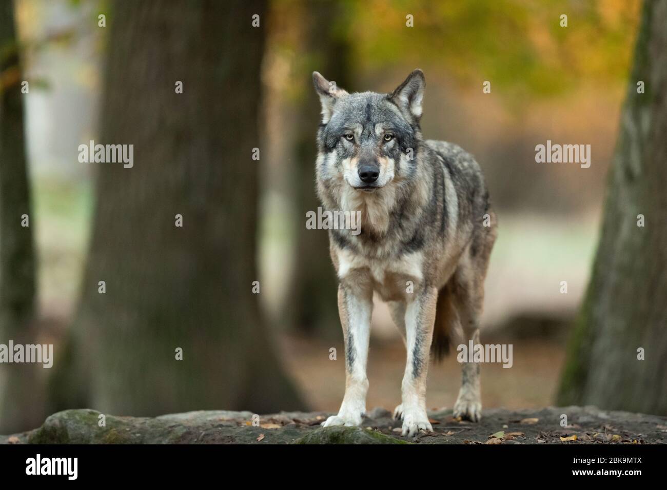 Grey wolf in the forest Stock Photo - Alamy