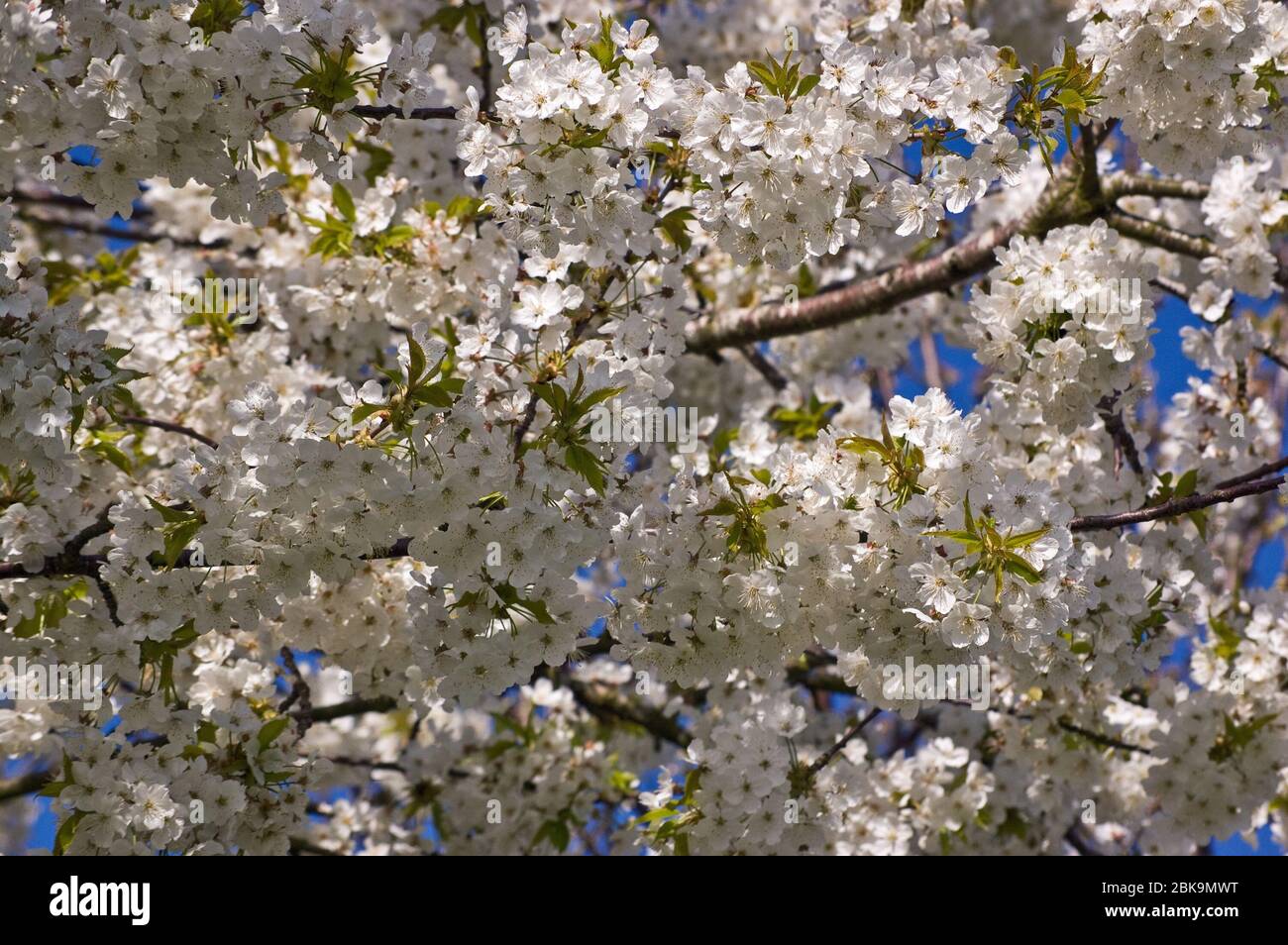 Sunshine on the branches of a flowering cherry tree in full bloom at Springtime. Stock Photo
