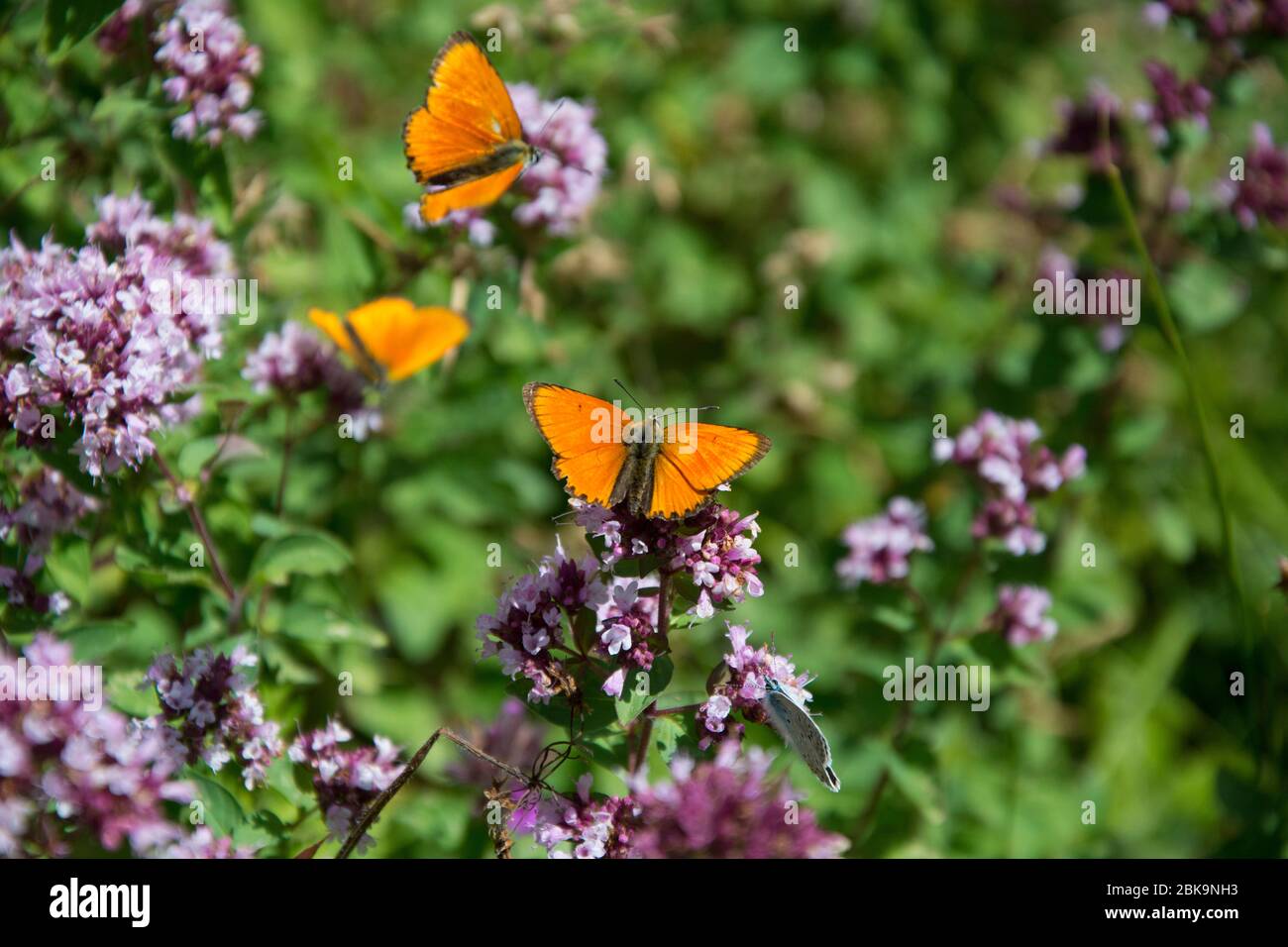 Schmetterlinge auf wildem Oregano im Oberwallis Stock Photo