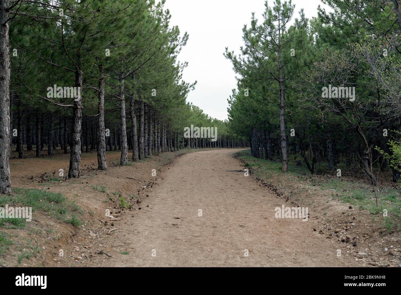 Dirt road among pine trees which in a row in a forest Stock Photo - Alamy